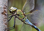 Anax imperator qtl3.jpg