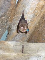 Bat(20070605).jpg