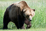 Brown bear.jpg