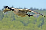 Canada goose flight - natures pics.jpg