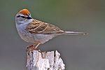 Chipping Sparrow.jpg
