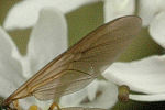 Chloromyia.formosa.wing.detail.jpg