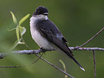 Eastern Kingbird (Tyrannus tyrannus) RWD.jpg