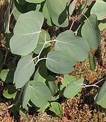 150px Eucalyptus polyanthemos vestita juvenile foliage