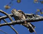 Falco columbarius Auburn NY.jpg