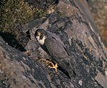 Falco peregrinus nest USFWS.jpg