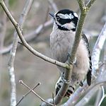 Female Downy Woodpecker (Picoides pubescens) -on branch.jpg