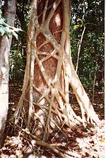 Ficus watkinsiana on Syzygium hemilampra-Iluka.jpg