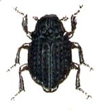 Georissus laesicollis