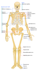 150px Human skeleton front ru.svg