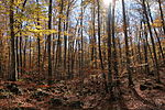 La Fageda d'en Jordà un dia d'estiuet de Sant Martí.JPG