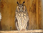 Long-eared Owl-Mindaugas Urbonas-1.jpg