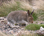 Mountain Hare Scotland.jpg