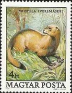 Mustela eversmanni stamp.png