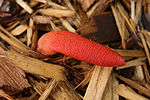 Mutinus ravenelii.jpg