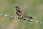 Northern rough-winged swallow 7226.jpg