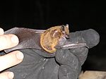 Nycticeius humeralis Evening bat.JPG