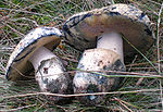 Piaskowiec modrzak 6.jpg