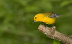 Prothonotary warbler 3.jpg