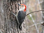 Red-bellied Woodpecker-27527-3.jpg
