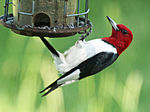 Red-headed Woodpecker (Melanerpes erythrocephalus) RWD.jpg