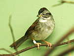 Swamp Sparrow (Melospiza georgiana) RWD.jpg