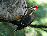 Woodpecker 20040529 151837 1c.jpeg