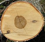 Betula verrucosa cross beentree.jpg