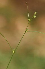 Carex.remota.jpg