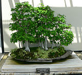 Carpinus laxiflora bonsai.jpg