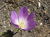 Colchicum speciosum 'Giant meadow saffron' (Colchicaceae) flower.JPG