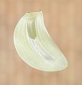 Garlic slice.jpg