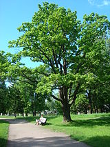 Oranienbaum park 3.JPG