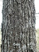 Quercus petraea tronc.jpg