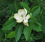 Sweetbay Magnolia Magnolia virginiana Flower Closeup 2146px.jpg