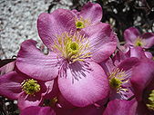 Clematis montana "rubens" flower.JPG