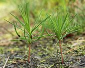 170px Pinus sylvestris seedlings kz
