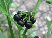 170px Solanum nigrum fruit black