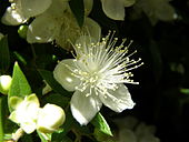 White flower aradecki.jpg