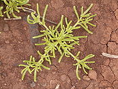 Mesembryanthemum nodiflorum (La Fajana) 01 ies.jpg