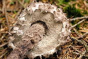 Strobilomyces.strobilaceus2.-.lindsey.jpg