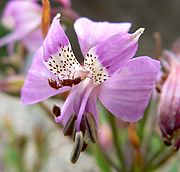 Alstroemeria revoluta