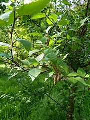 Betula davurica arboretum Breuil 1.jpg