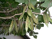 Cercis chinensis2.jpg