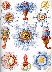 Haeckel Siphonophorae.jpg