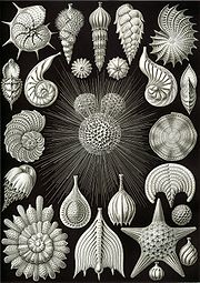Haeckel Thalamphora.jpg