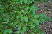Highbush Blueberry Vaccinium corymbosum Branch 3008px.jpg