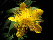 Hypericum Calycinum 2.JPG