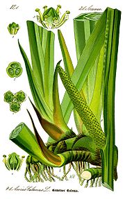 Аир что это такое. 180px Illustration Acorus calamus0 clean. Аир что это такое фото. Аир что это такое-180px Illustration Acorus calamus0 clean. картинка Аир что это такое. картинка 180px Illustration Acorus calamus0 clean
