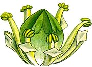 Аир что это такое. 180px Illustration Acorus calamus0 clean fragment. Аир что это такое фото. Аир что это такое-180px Illustration Acorus calamus0 clean fragment. картинка Аир что это такое. картинка 180px Illustration Acorus calamus0 clean fragment